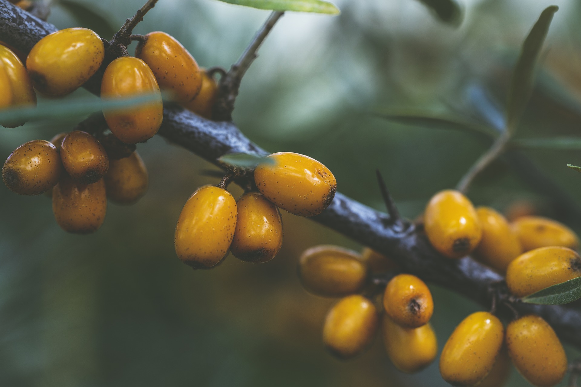Sea Buckthorn Oil reduces wrinkles, fine lines and acne 