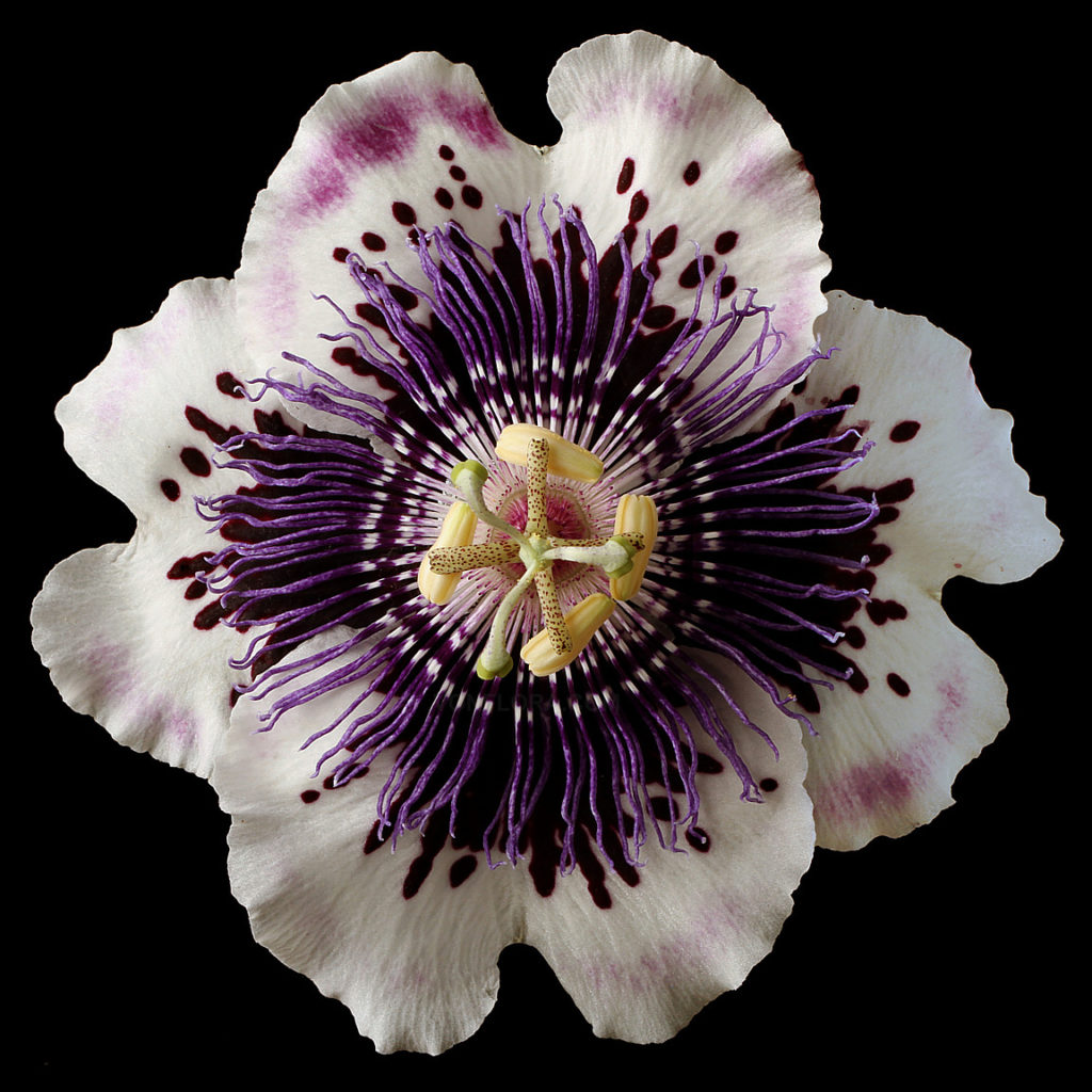 Passiona