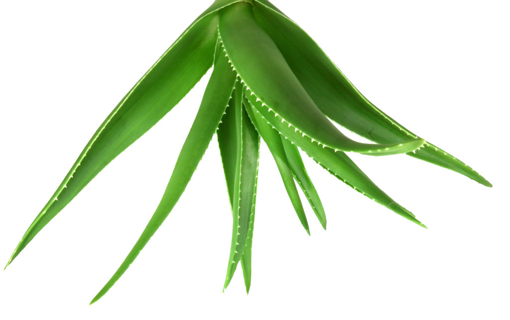Aloe Vera plant nourishes and soothes skin