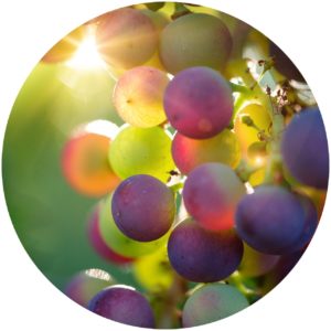 StyleChicks.com explains Kat Burki Nutrient-C Eye Cream ingredients. grape stem cells