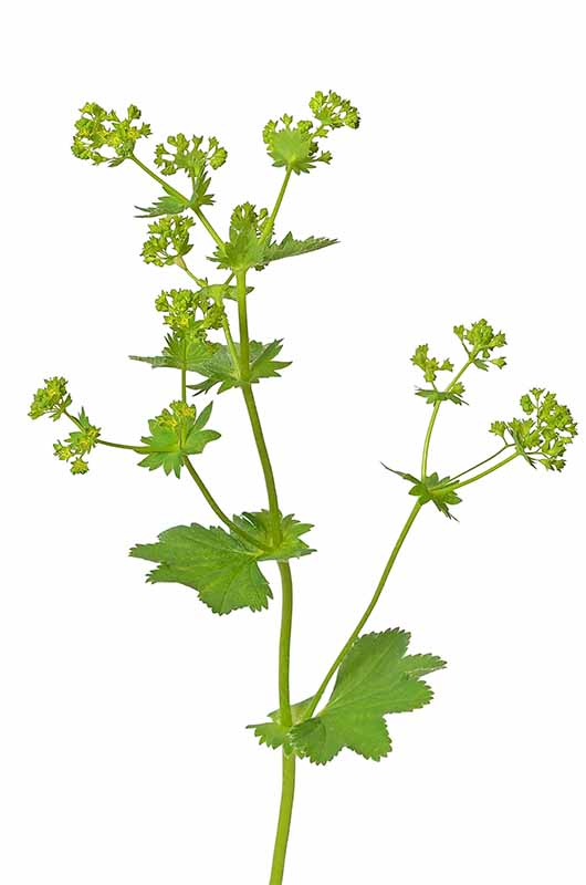 Ladys mantle herb (Alchemilla mollis) 