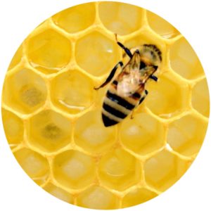 Beeswax Definition on Style Chicks. StyleChicks.com Defining Beauty Glossary skincare terms