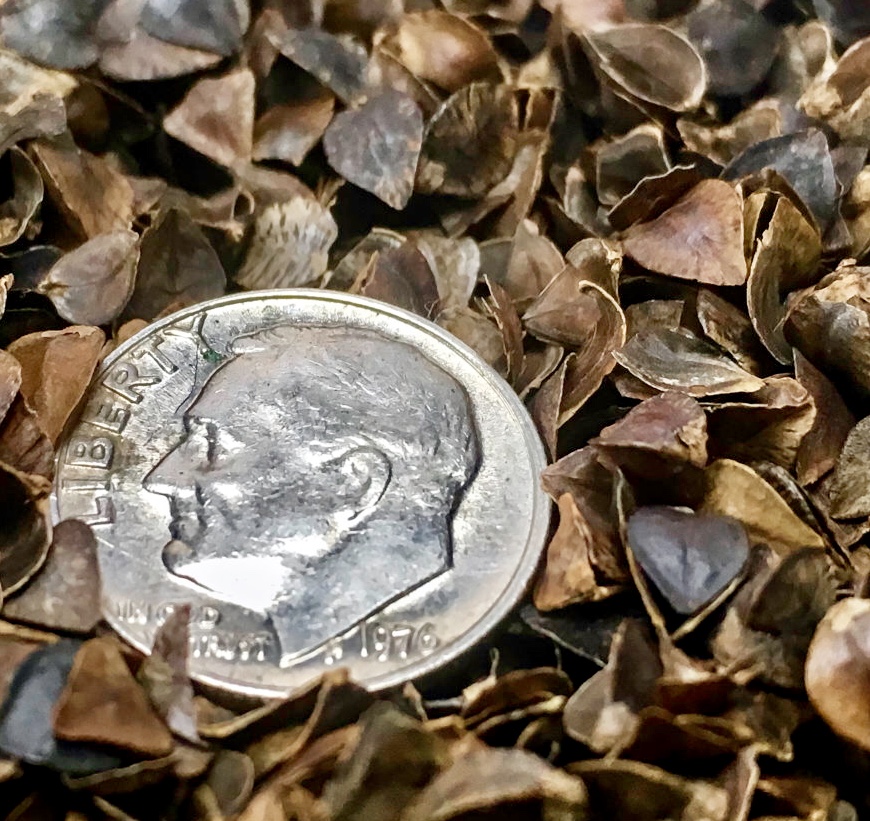 A dime for scale amongst the Pinetales hull filling. The hulls are hard but thin and tiny, so they adjust to weight.