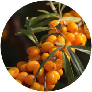 Sea Buckthorn berries