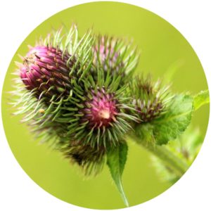 Sonage Frioz Trio contains Burdock