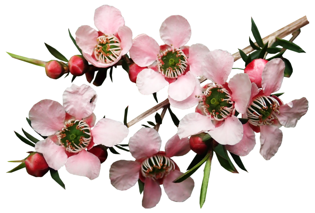 The lovely Flowering Tea Tree