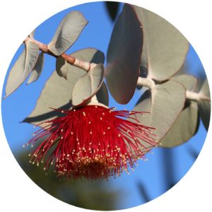 Eucalyptus Definition on on StyleChicks