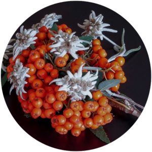 Edelweiss is a natural anti-aging ingredient