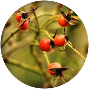 Rosehips contain vitamin C