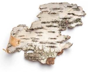 Betula Alba Bark Extract comes from the White Birch tree. It improves the skin barrier