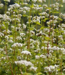 Buckwheat crop stalks before harvesting