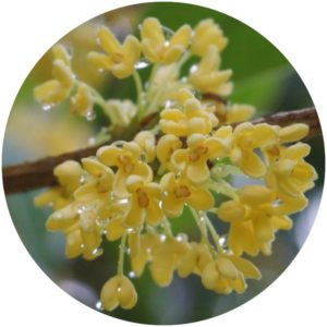 Osmanthus Blossom evokes osmanthus blossoms after a rainstorm