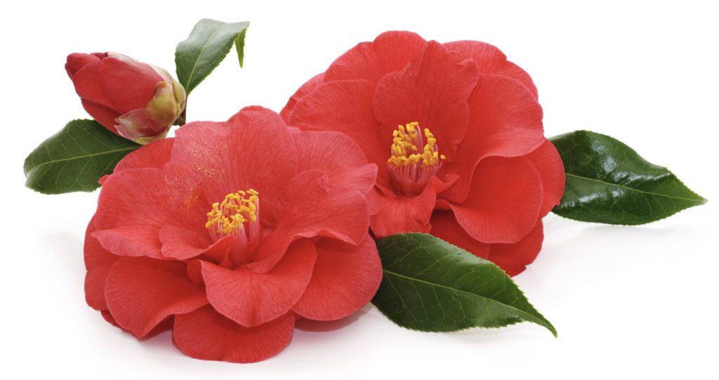 Camellia Japonica