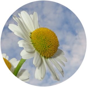 Chamomile flower