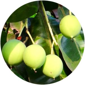 Tamanu oil comes from this nut