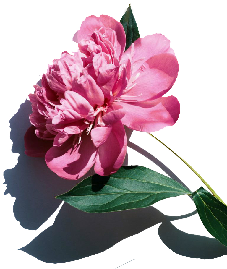 Peony Root Extract