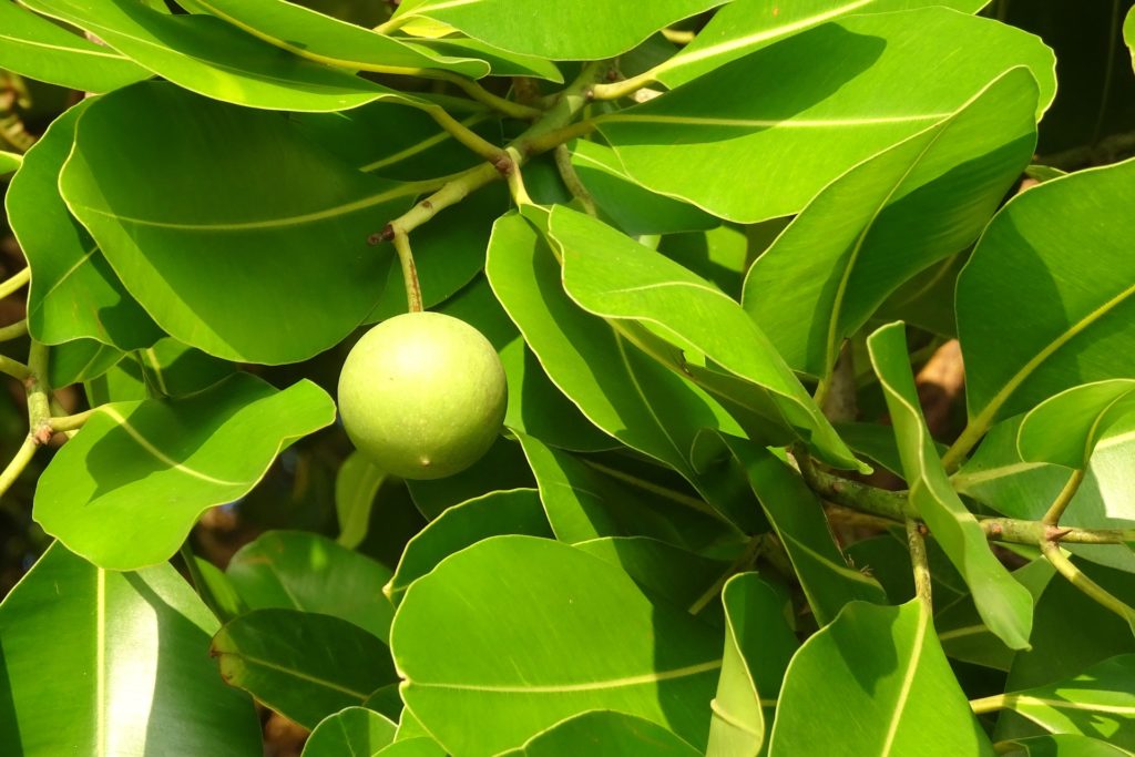 Tamanu Oil nut on a Tamanu Tree. 