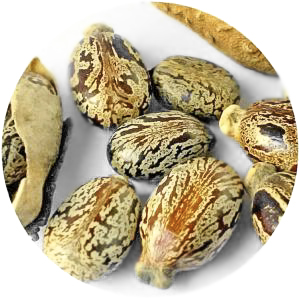 Castor seed oil is a humectant