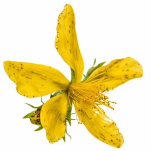 Flowers of St. John's wort (Hypericum perforatum)