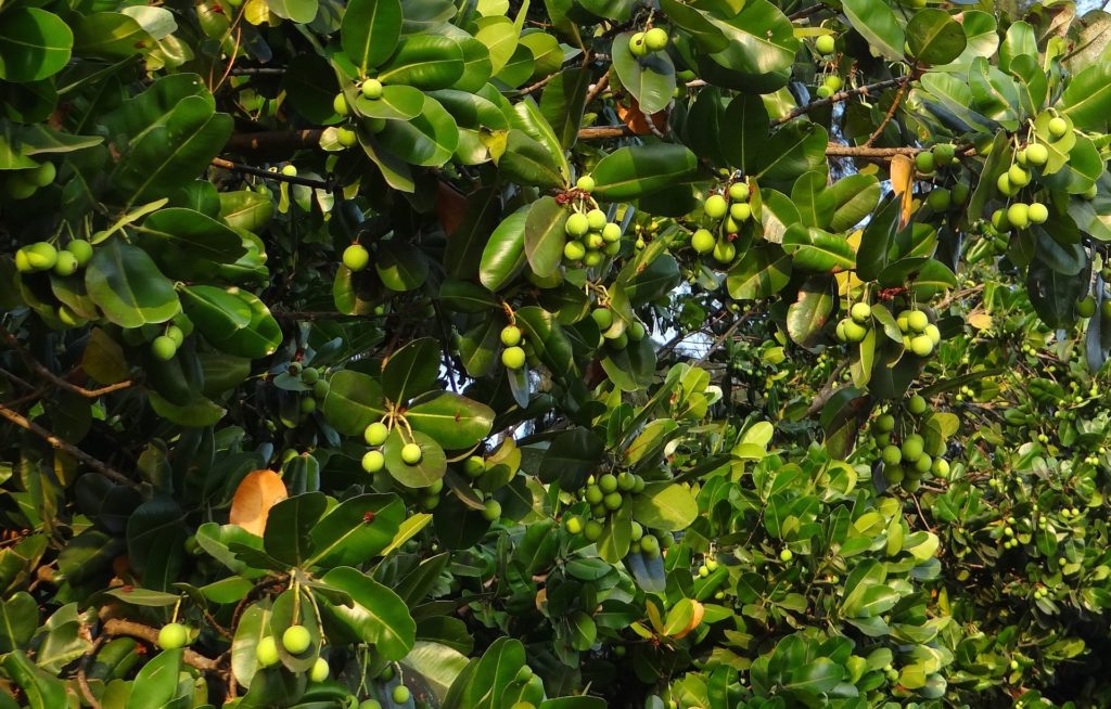 Tamanu Oil comes from the nuts of the Tamanu Tree