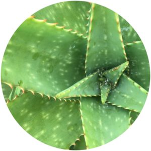 Aloe vera nourishes delicate eye skin