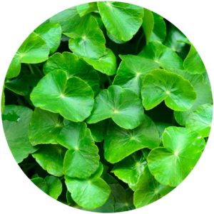 Centella Asiatica AKA Gota Kola improves skin elasticity