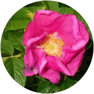 Rosa Rugosa 