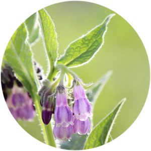 Comfrey