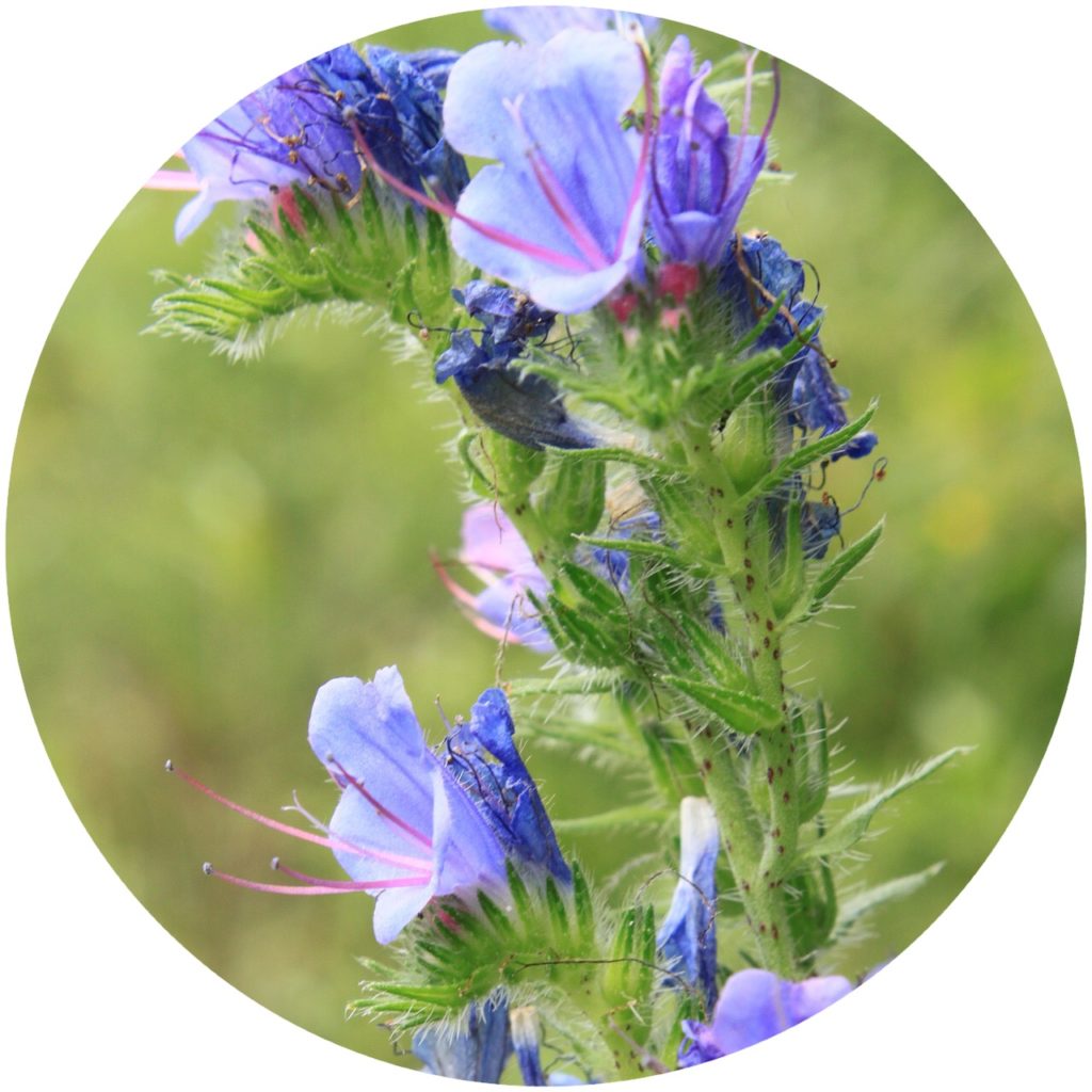 Echium Oil reduces wrinkles