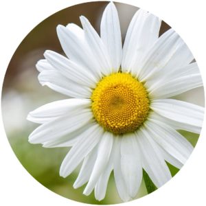 Camomile. StyleChicks.com explains Kat Burki Nutrient-C Eye Cream ingredients. 