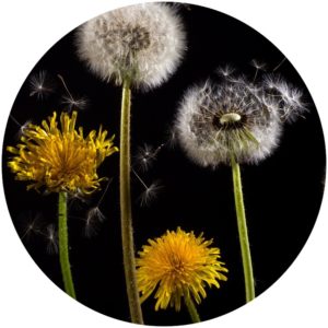 Dandelion extract and Vitamin C