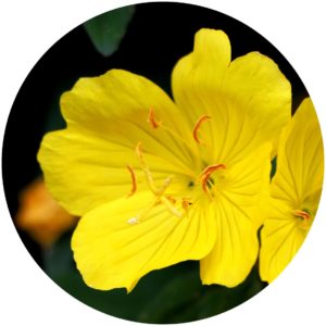 evening primrose in Kat Burki.