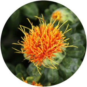 Safflower. StyleChicks.com explains Kat Burki Nutrient-C Eye Cream ingredients.