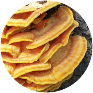 reishi mushroom in Kat Burki