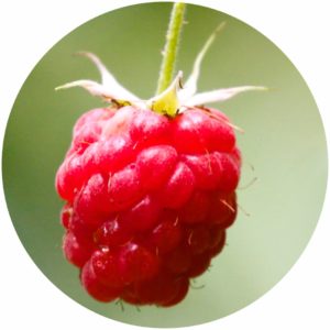 Raspberry Oil is rich in Ellagic acid, a wrinkle-reducing polyphenol compound