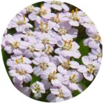 Yarrow ingredient definition on StyleChicks.com 