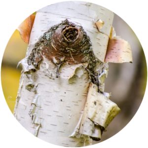 White Birch Bark Ingredients on StyleChicks.com