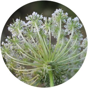 Wild carrot bloom