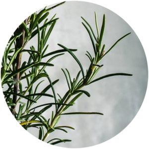 Rosemary for Skincare on StyleChicks