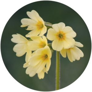 Cowslip