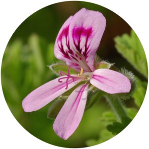 PELARGONIUM GRAVEOLENS EXTRACT on StyleChicks.com