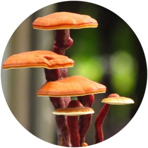 Reishi mushrooms Ingredient profile on StyleChicks.com