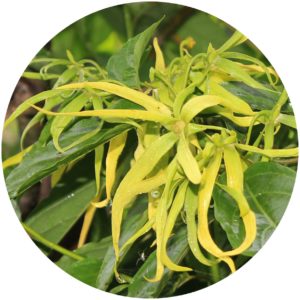 Ylang Ylang for skincare on StyleChicks