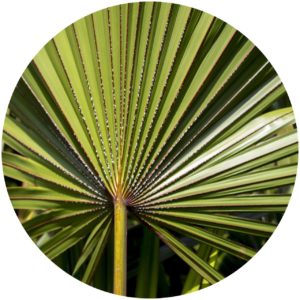 Saw Palmetto