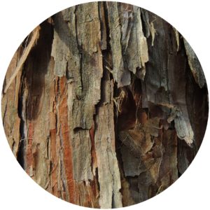 Cedarwood essential oil is a substance derived from the needles, leaves, bark, and berries of cedar trees. 