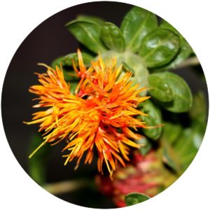 Safflower