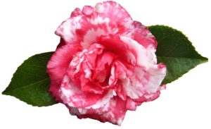 Camellia