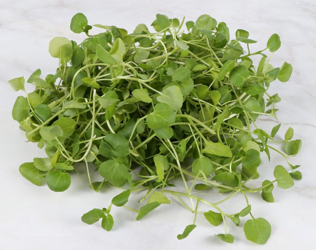 Watercress helps makes Type Collagen III in dermal cells