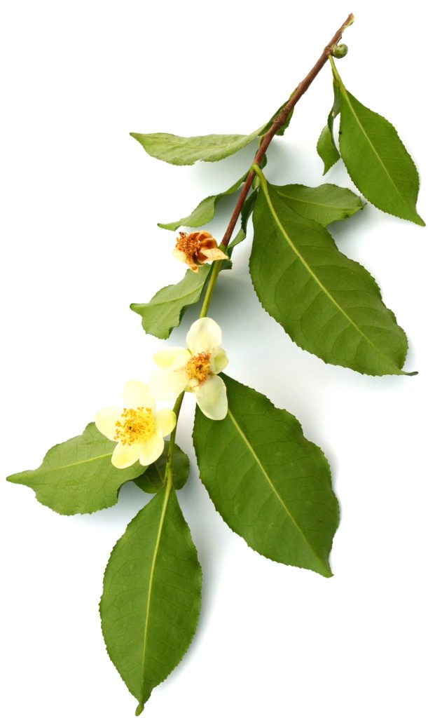 Flowering Camellia Sinensis 