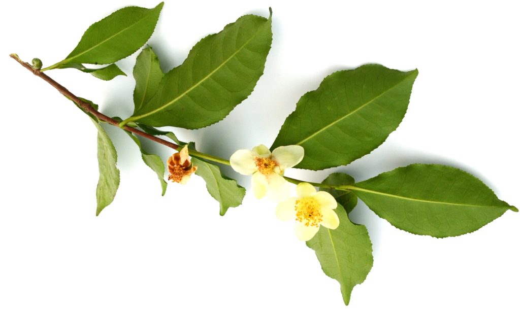 Flowering Camellia Sinensis